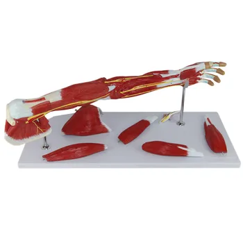 Viršutinės Galūnės Raumenų Anatomijos Modelis Arterioveninės Raumenų Anatomijos Modelis Žmogaus Kūnas Sporto Reabilitacijos Mokymo Mokymo